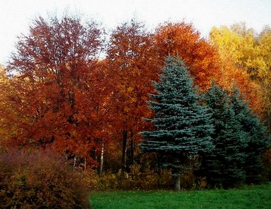 Осенний парк