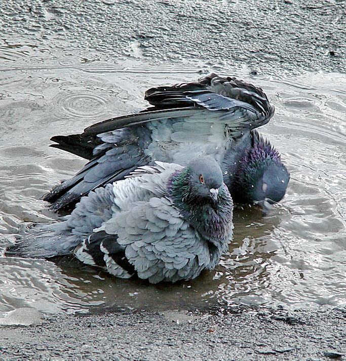 Я люблю Тебя любящий Бог