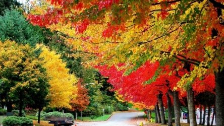 Загораясь, осень отгорает...