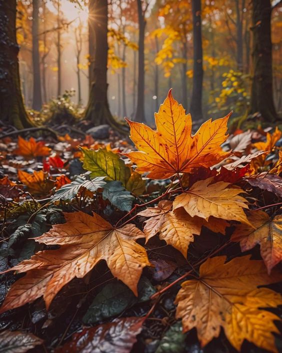 Госпожа Осень