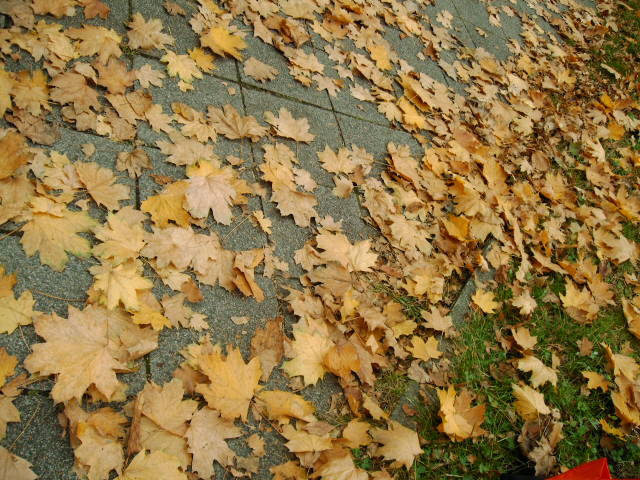 Танго танцуют осенние листья