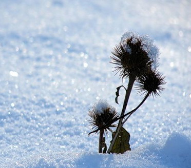 Касание снега, дыханье мороза... Зима