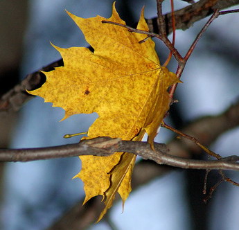 Меланхолия