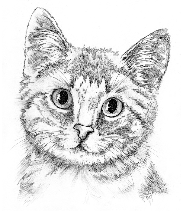 Рисунок кота морда