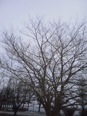 Сад в ноябре