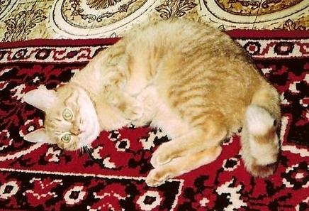 Убери от меня свою кошку!