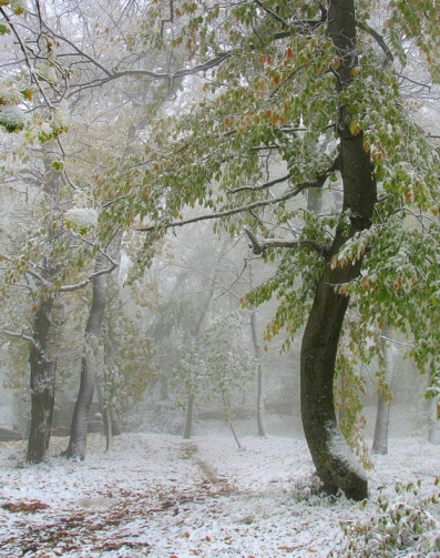 Первый снег, метель, пурга...