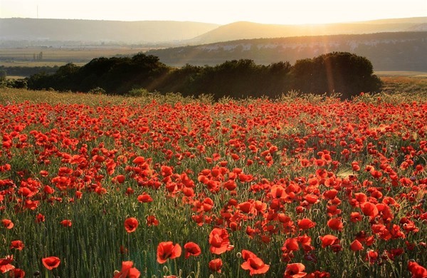 Ирине Хан. Поздравление