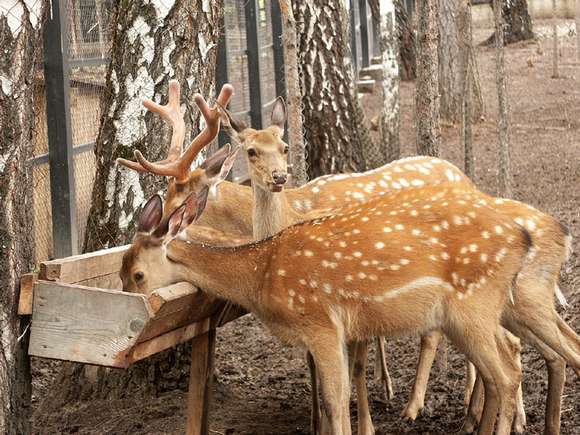 Роев Ручей Зоопарк г. Красноярск