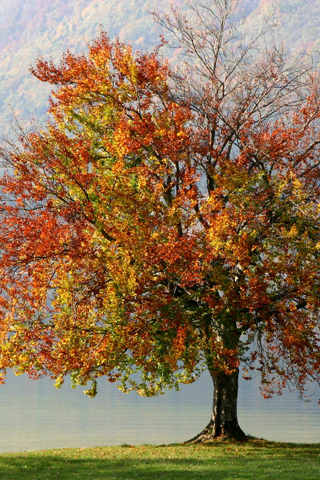 Подняла глаза я и увидела... 9. 10. 2008г