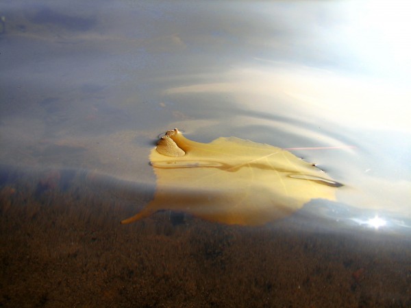 Снежный покров. Плеском