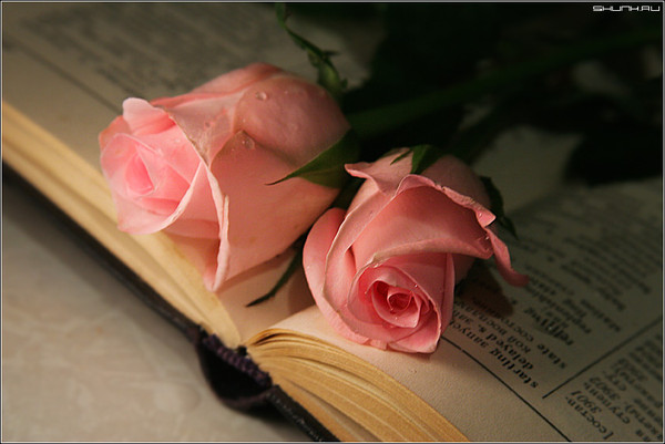 Любить хочу...