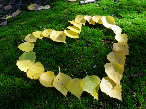 Осень осенние цветы