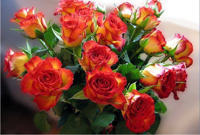 Разговор с прекрасной Розой...