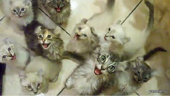 На смерть кошатницы. Случай в Перми