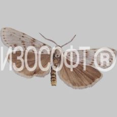 Разве от себя убежать?