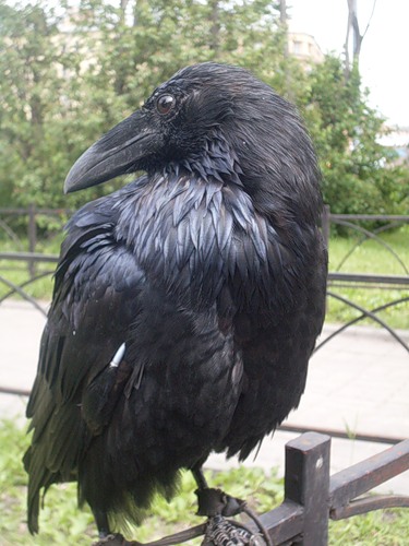 Птица - несчастья