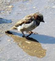 Провинциальный воробей