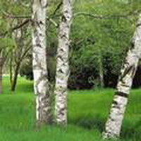 Лесной хоровод