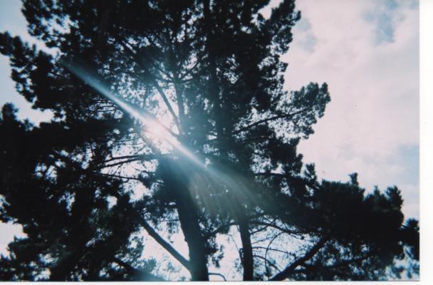 Жар- Птица