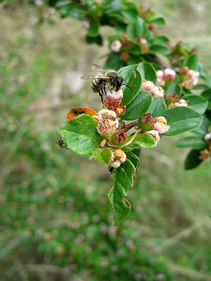 Но горьким оказался мёд...