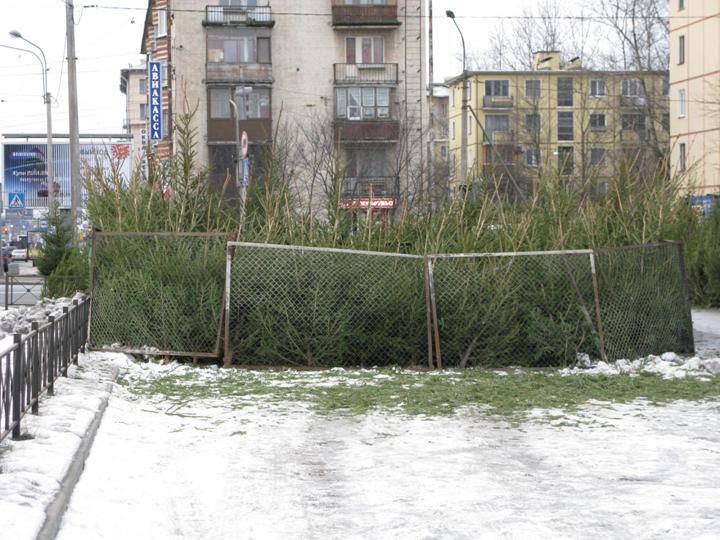 Новогодний хвойный запах...