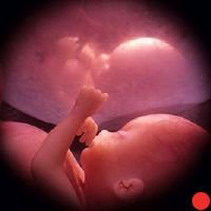 Зарождение жизни