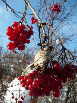 сичжо январской калины
