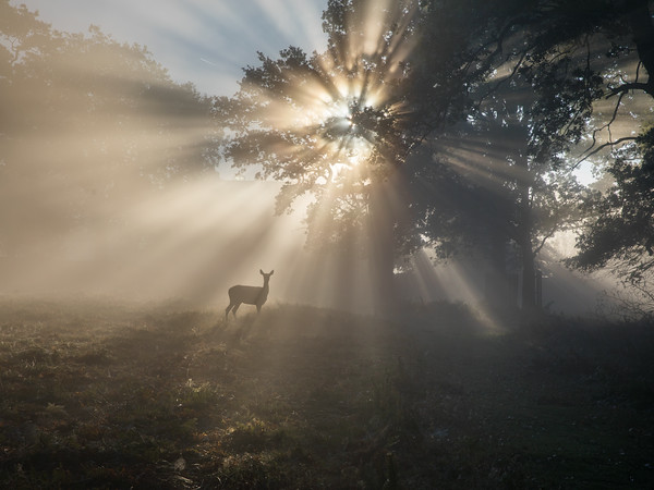 Роберт Бернс. В горах моё сердце. Перевод