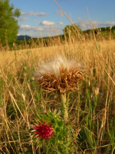 Вечный художник
