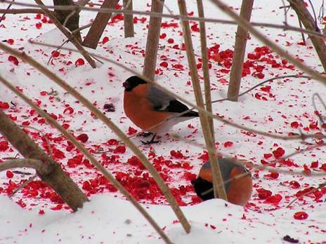 Капли утренней зари