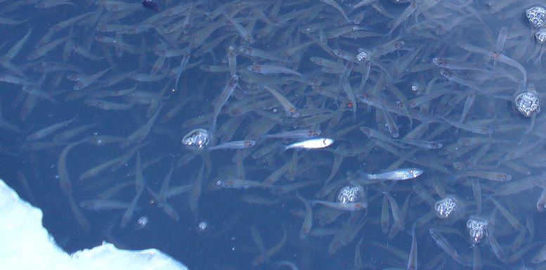 Да, погода непростая...