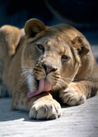 Это вам мой ответ...