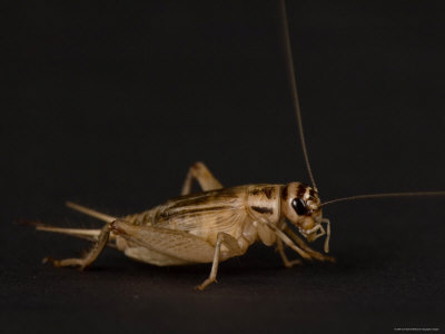 chirping cricket