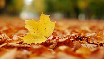 Осенний лист