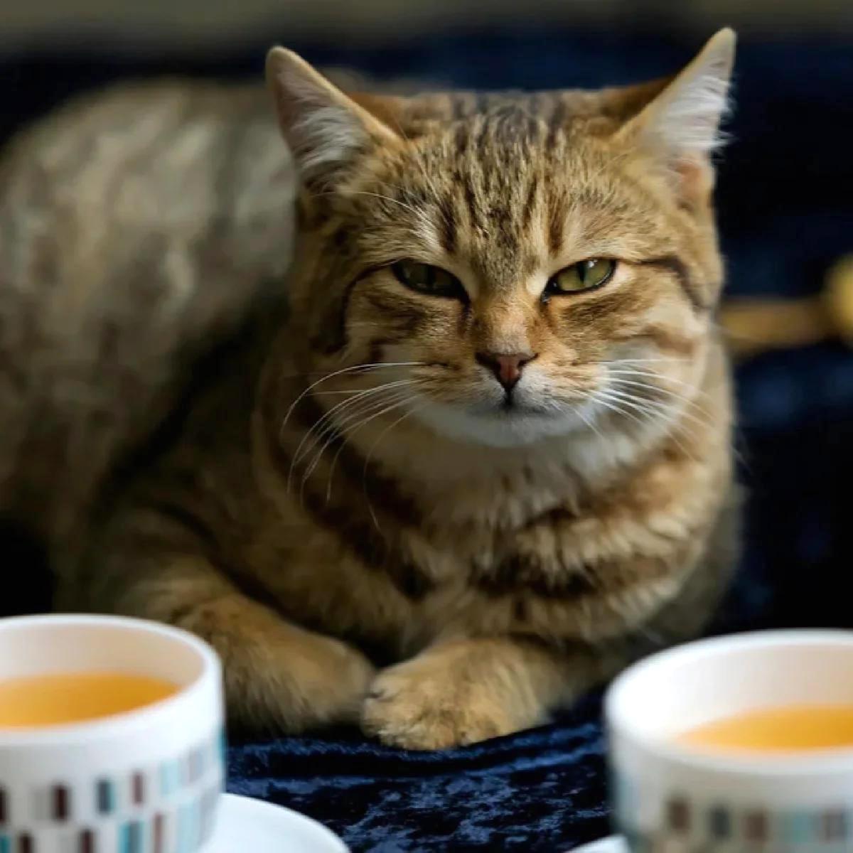 Коту можно чай. Кот и чай. Кошка с чаем. Кот с чашкой чая. Кот пьет кофе.