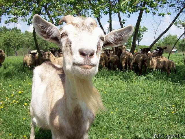 О козах и козлах почти басня