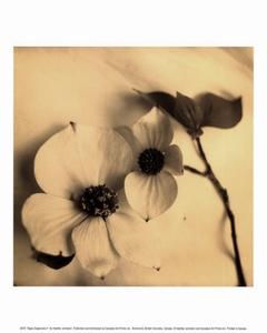 пресмыкающееся цветами соитие