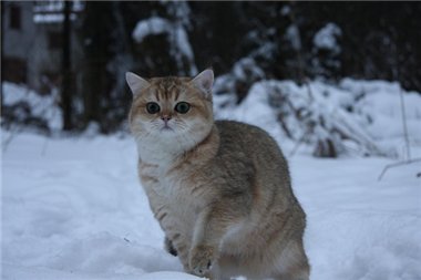 Снегурочка