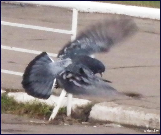 Недобитый зверь