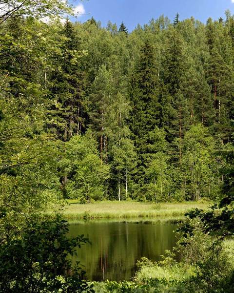 Вечер у пруда