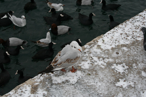 В Таллинне дождь