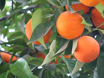 Январь во Флориде