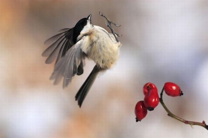 Воробьям посвящается