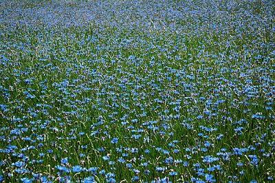 Ведемо розмову