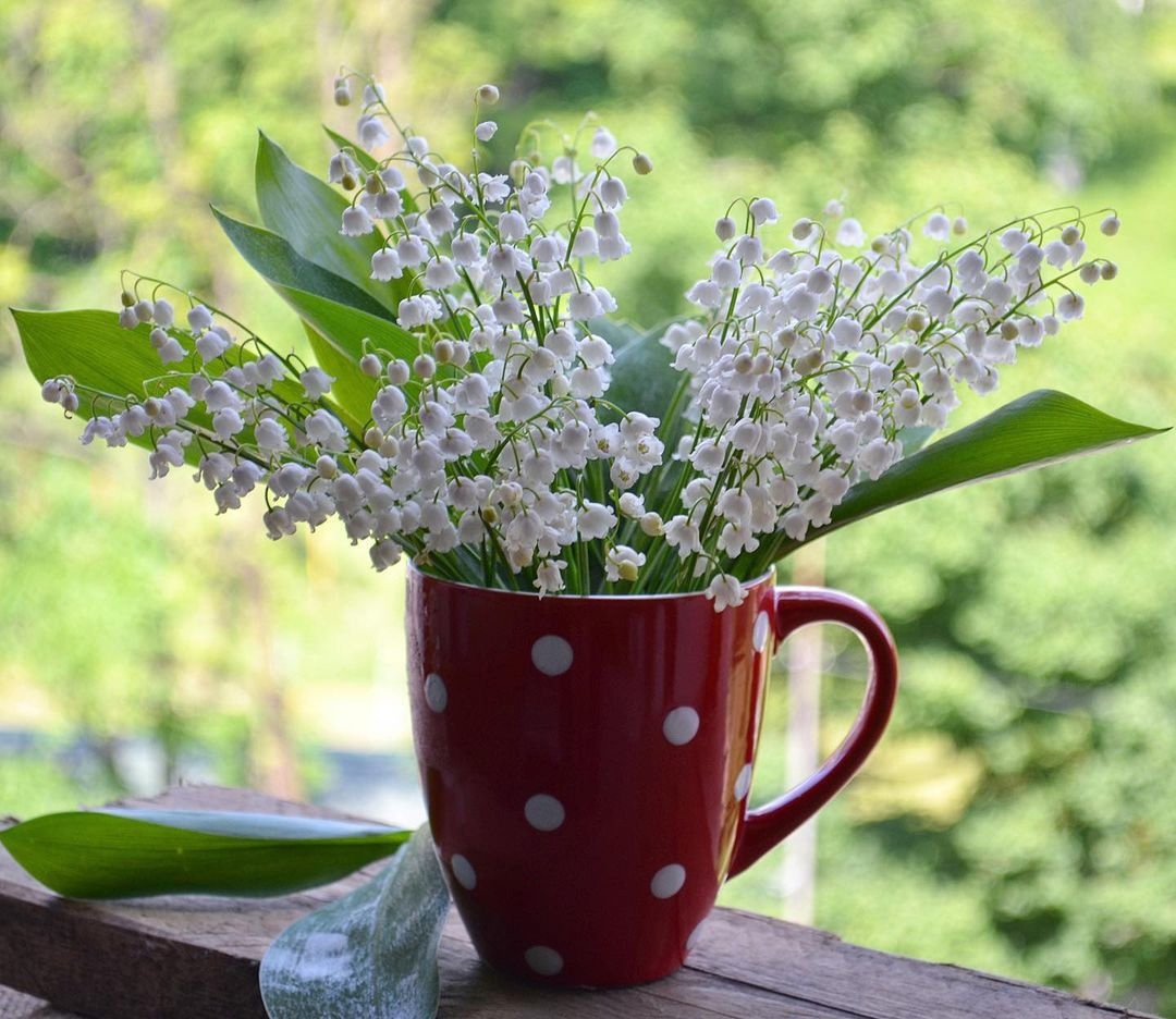 Пусть взгляды добрые ласкают Вам лицо