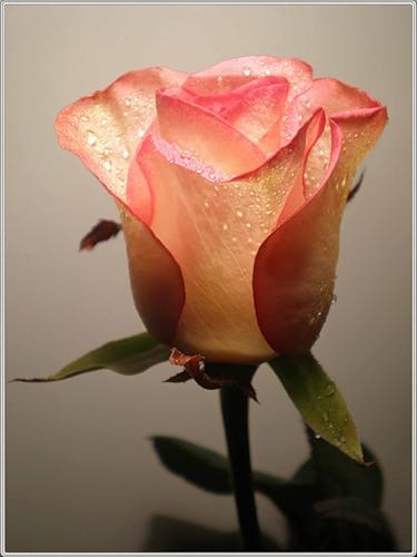 19. Киммерийская роза