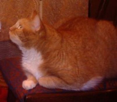 В топазах оранжевых глаз...