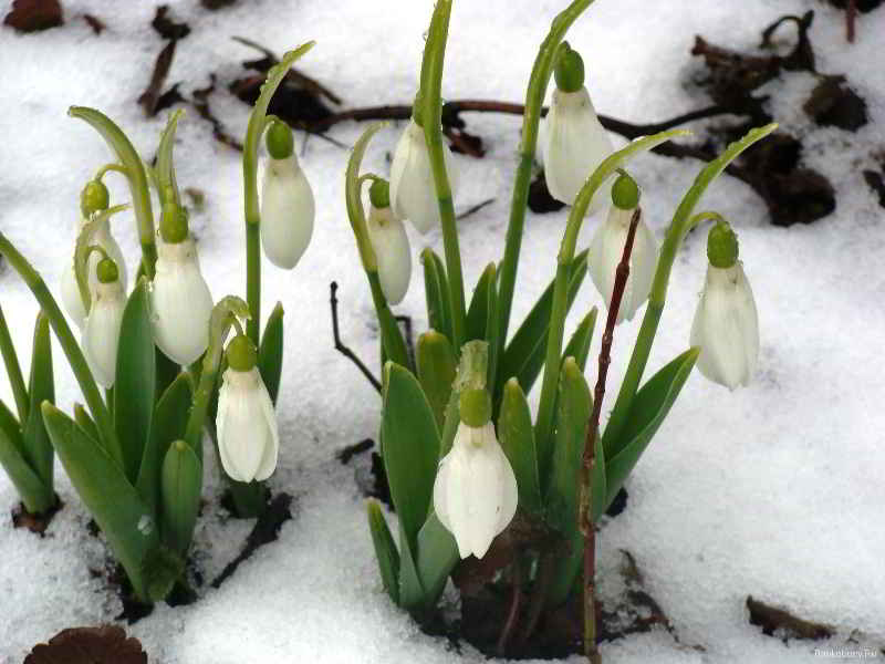 Цикл - загадки. Подснежник