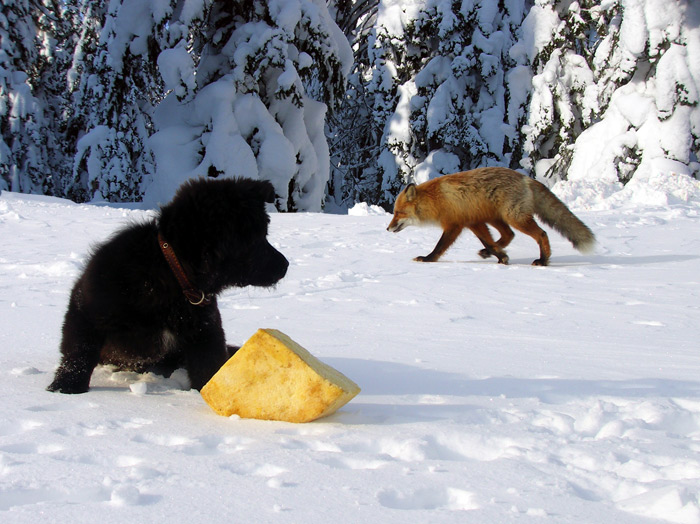 Сыыррррррр!..